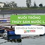 Thủy Sản Ở Nước Lợ